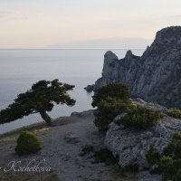 Природа Крыма :: Amazing Cosmea