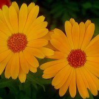 Двое :: Елена Семигина Двое :: Елена Семигина