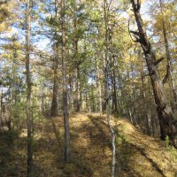 Осенний лес :: Anna Ivanova Осенний лес :: Anna Ivanova