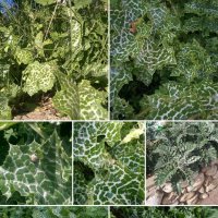 Расторопша пятнистая :: Светлана Хращевская Расторопша пятнистая :: Светлана Хращевская