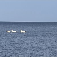 Лебеди в море. :: Валерия Комова Лебеди в море. :: Валерия Комова