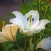 Фотозарисовка :: Владимир Кроливец Фотозарисовка :: Владимир Кроливец