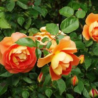 Розы :: Рита Симонова Розы :: Рита Симонова