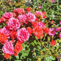 ,,, :: Сергей Тимоновский