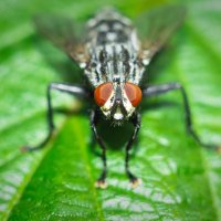A fly on a leaf | 9 :: Sergey Sonvar A fly on a leaf | 9 :: Sergey Sonvar