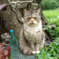 Уличная знакомая кошечка. :: Мария Васильева