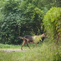 Самостоятельная... :: Freddy 97