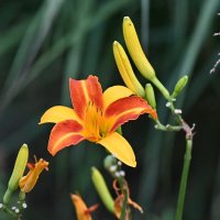 О красоте природы...1 :: Николай Саржанов