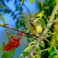 ..." на зубок "... :: Andrey Bragin 