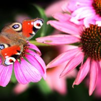 ВДНХ 10 августа :: Михаил Бибичков