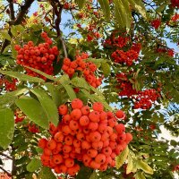 Рябина :: Iren Brilliance