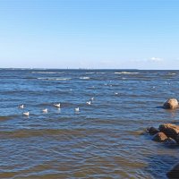 Финский залив в августе :: Татьяна Осипова(Deni2048)