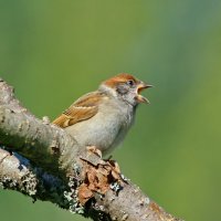 ария ... :: Andrey Bragin 