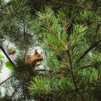 С добычей :: Сергей Царёв