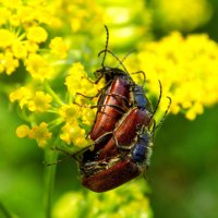 Жучки-пыльцееды... :: Константин Штарк Жучки-пыльцееды... :: Константин Штарк