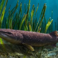 Щука :: Aleksey Afonin