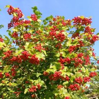 дело к осени :: tatiana 