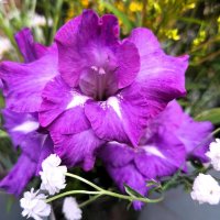 Гладиолус :: Наталья 