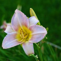 *** :: Светлана 