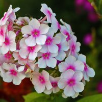 *** :: Светлана 