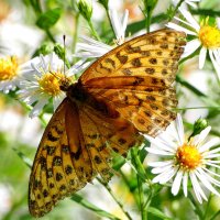 бабочки августа 3 :: Александр Прокудин бабочки августа 3 :: Александр Прокудин