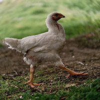 Важная курица :: Борис Руднев