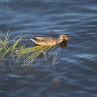 На Фонтанке :: Наталья Герасимова