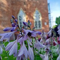 Хоста :: Сапсан Хоста :: Сапсан