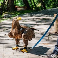 "А будешь рыпаться - на суп пойдёшь!" :: Константин Бобинский