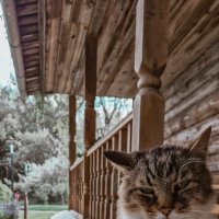 Котяра :: Юля Сrane