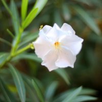 Олеандр :: Андрей Л. В.