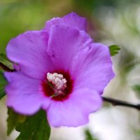 Гибискус :: Андрей Л. В.