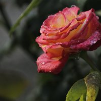 Капельки дождя :: Александр Велигура Капельки дождя :: Александр Велигура