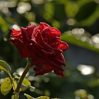 Капельки инея :: Александр Велигура