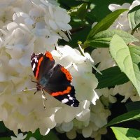 Клонится лето к закату.. :: Ольга 