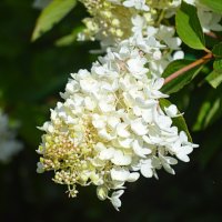 Метельчатая гортензия цветёт :: Татьяна Лютаева