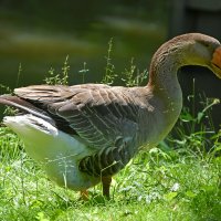 Москва. Сад будущего. :: Наташа *****