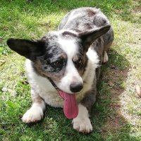 Чак на даче. :: Ольга Довженко Чак на даче. :: Ольга Довженко