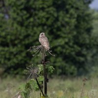 сова болотная :: юрий макаров сова болотная :: юрий макаров