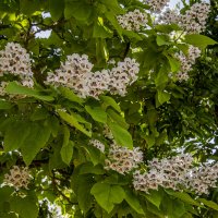 Катальпа :: Анатолий Чикчирный