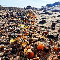 Россыпи янтаря на берегу после шторма. :: Валерия Комова Россыпи янтаря на берегу после шторма. :: Валерия Комова