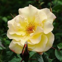 Роза :: Рита Симонова Роза :: Рита Симонова