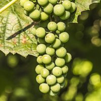 Местный виноград. :: Петр Беляков