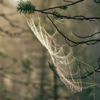 Паутина :: Даниил hirviphoto.art