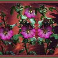 Мальва :: Владимир Кроливец