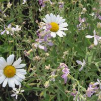 лесное :: Елена Шаламова