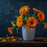 Календула :: Aleksey Afonin