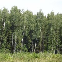 В лес... :: Freddy 97 В лес... :: Freddy 97