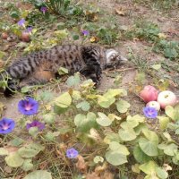 Марыся отдыхает под яблоней :: Наталья 