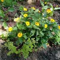 Цветы. :: Владимир Драгунский